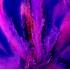 Краситель для органоразбавляемых ЛКМ и смол UV Crazy Pink neon dye - 15 мл (УФ флуоресцентный розовый)